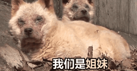 两只狗狗在水沟里等死，被救后却迟迟不肯离去，竟是因为…