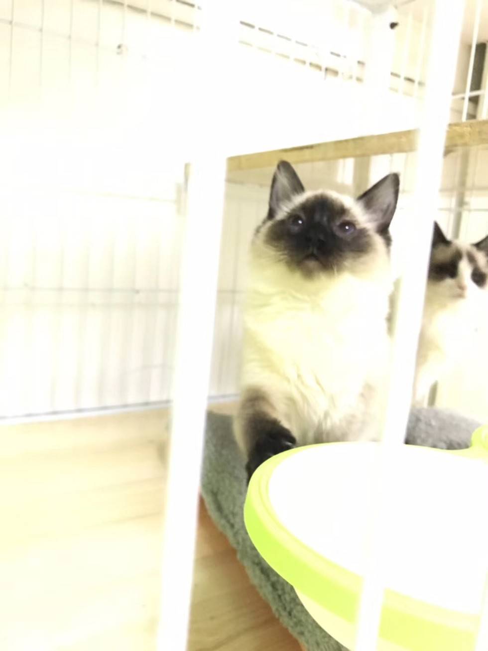 温柔可爱的布偶猫，你可喜欢吗