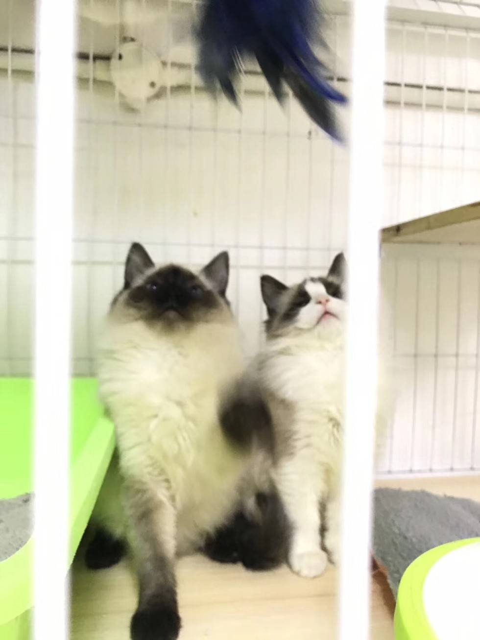温柔可爱的布偶猫，你可喜欢吗