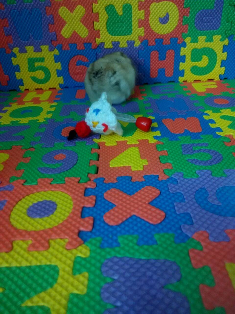 生日都过完了，生日帽子才到货，不过，它戴上也挺可爱的