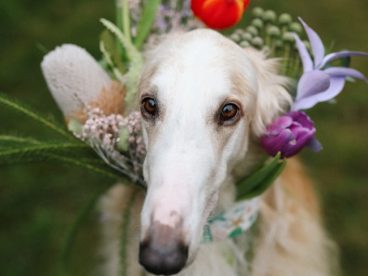 苏俄猎狼犬图片