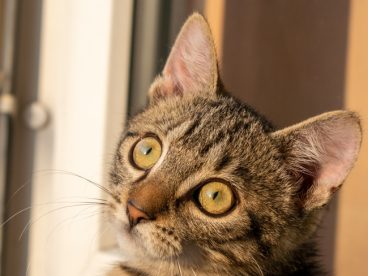 可爱虎斑猫摄影图片