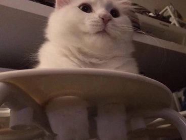 猫猫