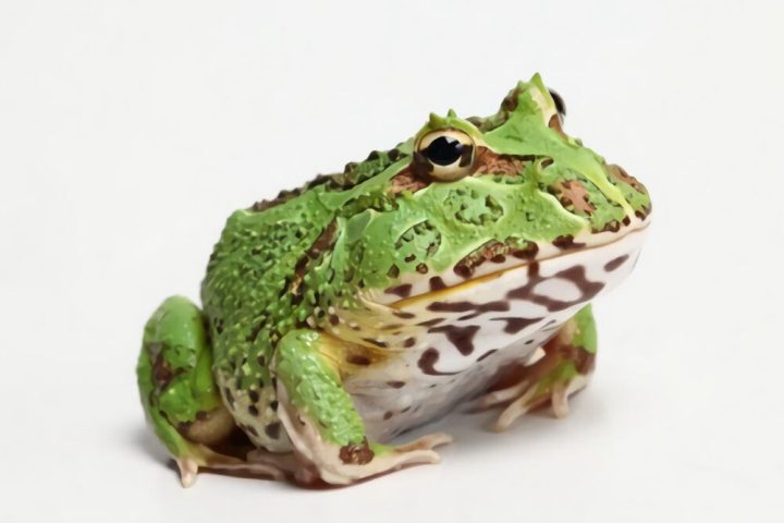 钟角蛙身份信息