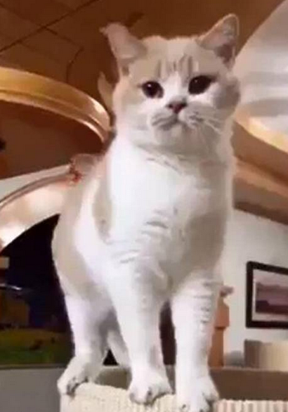 贪玩主人为萌猫取名“柴犬” ，谁知长大后它这样叫，笑翻了