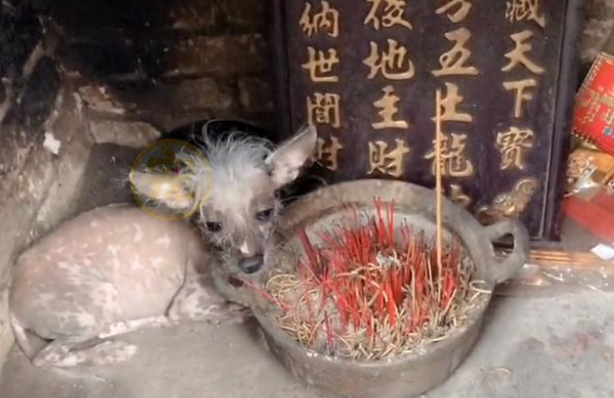 外表丑陋的流浪狗，骨瘦如柴靠贡品为生，捡回家后发现它竟是名犬