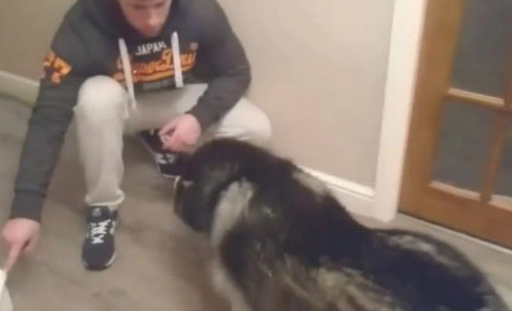 阿拉斯加犬咬烂室内楼梯，主人家高声斥责，阿拉斯加：不听不听王八念经