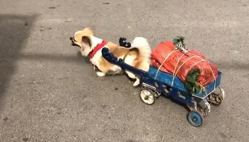 姥姥跌伤腿,行走不方便,狗狗每日帮她去买菜,干瘦的身影令人钦佩也心痛