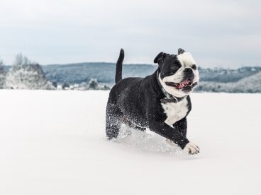 冬季可爱斗牛犬狗狗图片