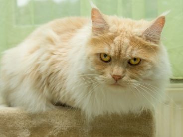 毛绒宠物小猫图片