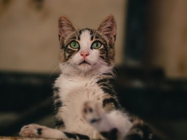 可爱呆萌小花猫图片