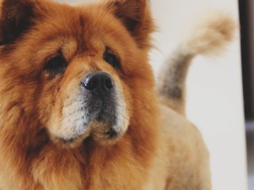 美系松狮犬图片