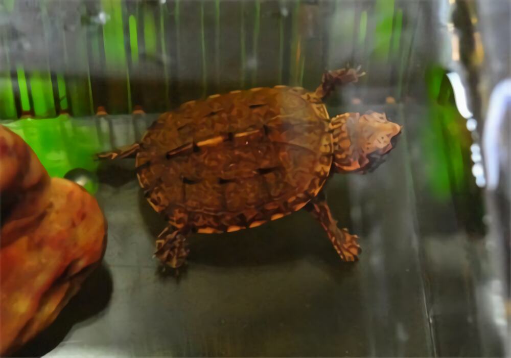 斑纹泥龟身份信息