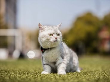 呆萌可爱宠物猫咪图片