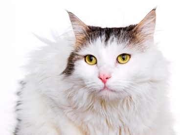 高清可爱白色孟加拉猫图片