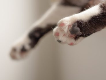 可爱猫爪子图片