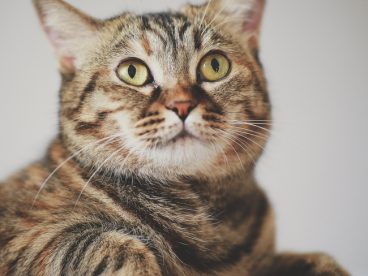 可爱憨憨虎斑猫图片