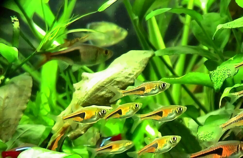 蓝三角鱼身份信息