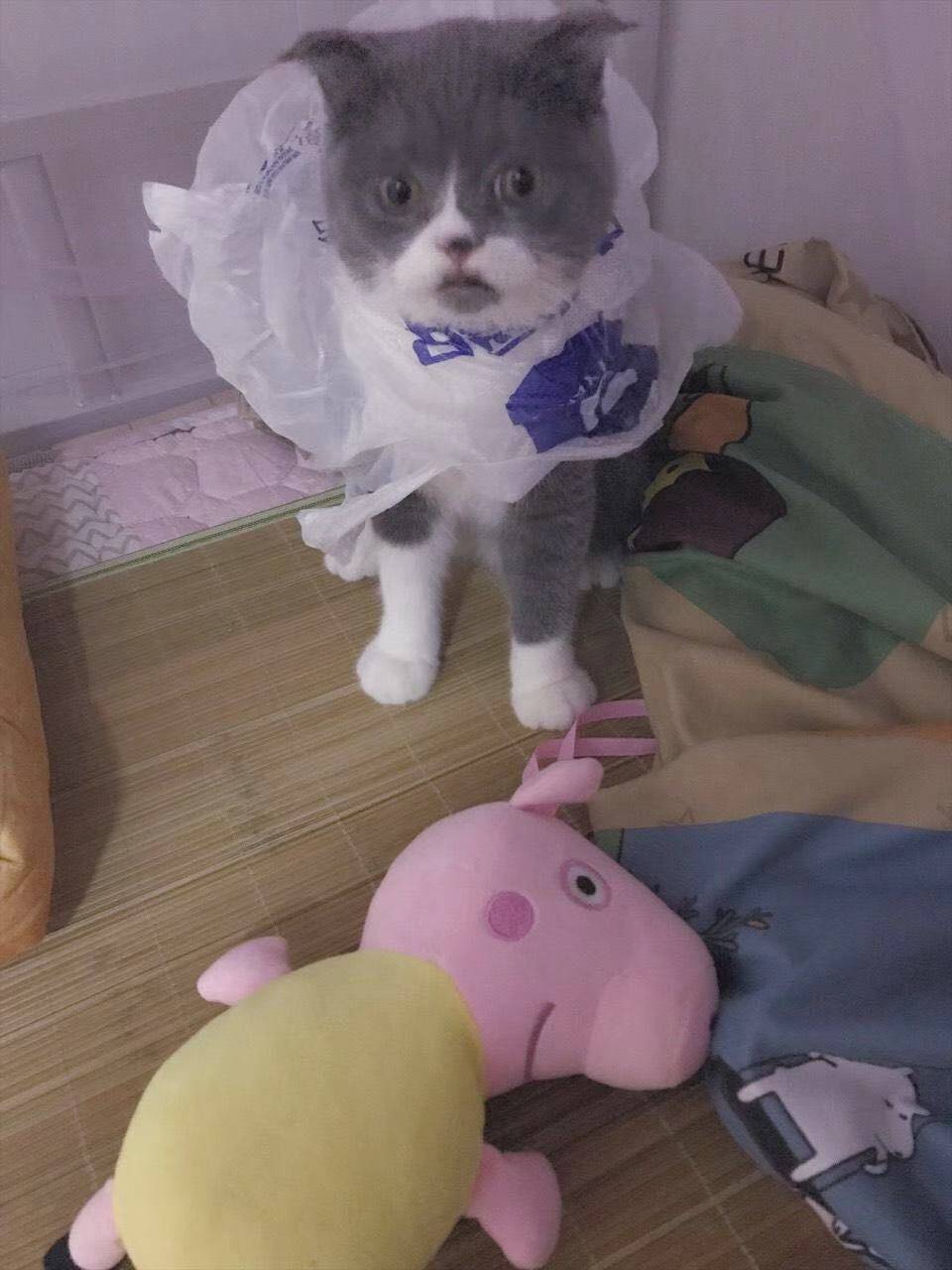 猫界时尚大使