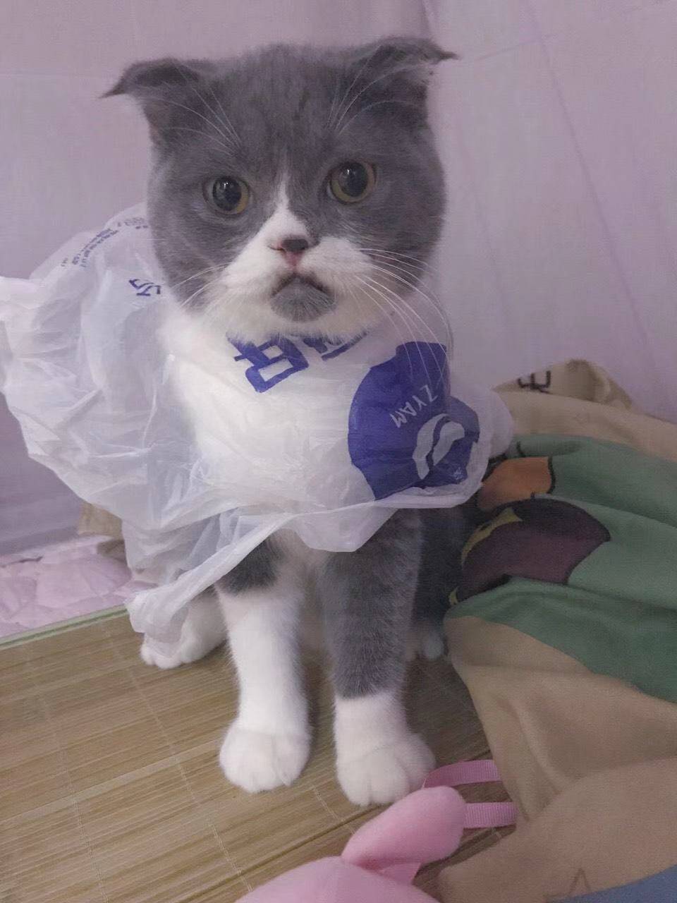 猫界时尚大使