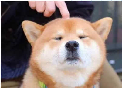 狗狗怀孕能和猫一起养 | 狗狗我们欠你一个公道！聊聊怀孕了到底能不能养猫狗