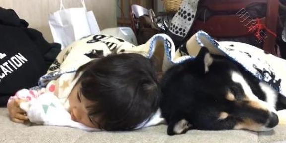 宝宝多久能和宠物狗一起玩？狗狗：小主人快睡吧