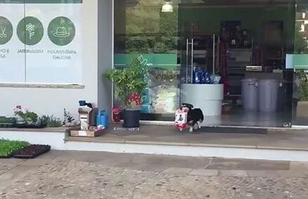 狗子懂得自己去宠物店买狗粮，偶尔还会帮忙买猫粮