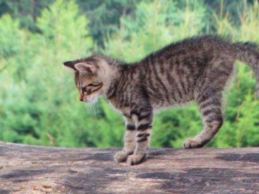 户外家养小猫咪图片