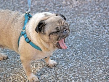 家养法国斗牛犬图片