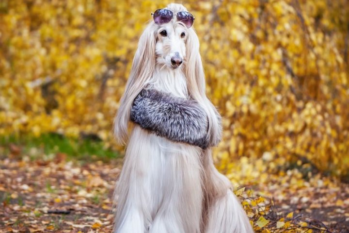 优雅与忠诚的完美结合——灵缇犬品种介绍
