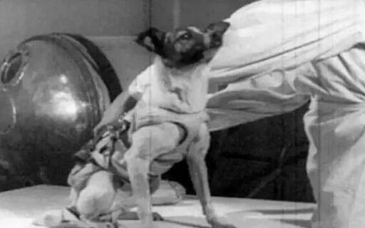 揭秘：第一只进入太空的狗狗，死因被隐瞒了47年~