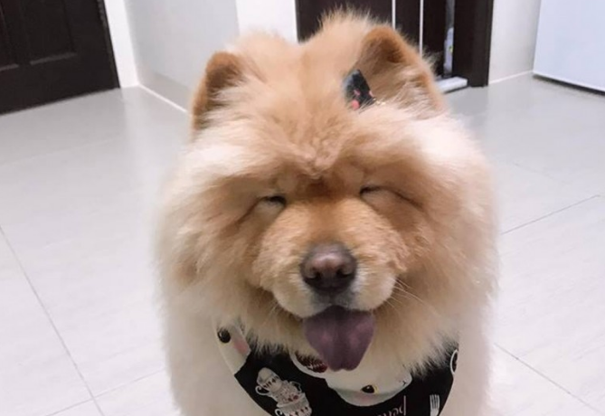 松狮犬太肥被取笑,冼澡后1秒破谣传,下场好尷尬!