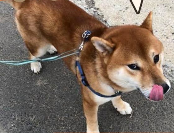 天冷带柴犬散步赖死不走,妈妈想出终极方法带它回家