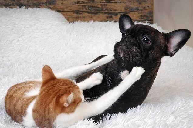为什么“猫狗大战”总是猫赢？网友：因为狗赢了，猫就没命了