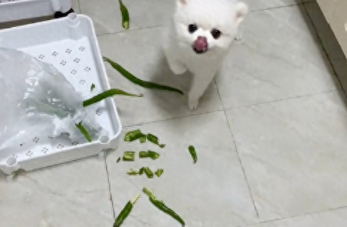 狗狗偷吃了辣椒后,舌头都被辣的抽筋了