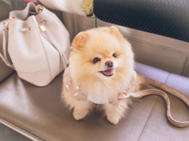 可爱博美犬狗狗图片