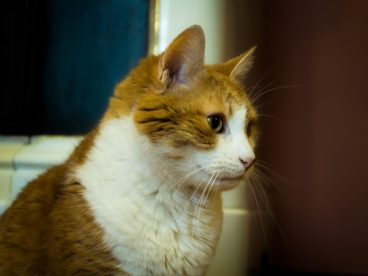 可爱英国短毛猫图片