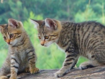 两只家养虎斑猫图片