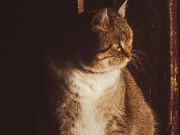 站在门槛上凝视前方的小猫图片