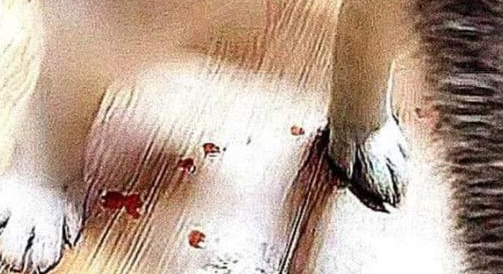 狗狗身体不断滴血,主人以为生病,带去医院检查,还有这种事