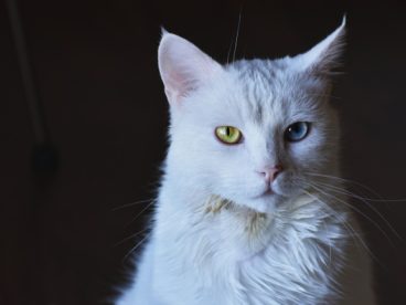 布偶猫异瞳图片