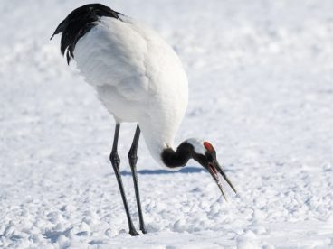 冬季雪地白色丹顶鹤摄影图片