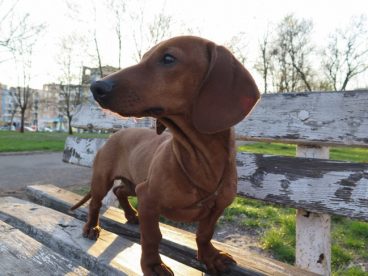 纯种腊肠犬图片