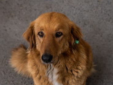 黄金金毛猎犬狗狗图片
