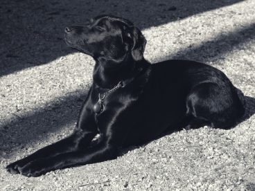 纯黑色拉布拉多犬图片
