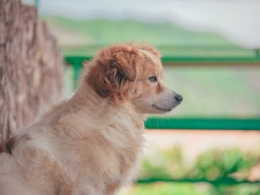 成年犬摄影图片