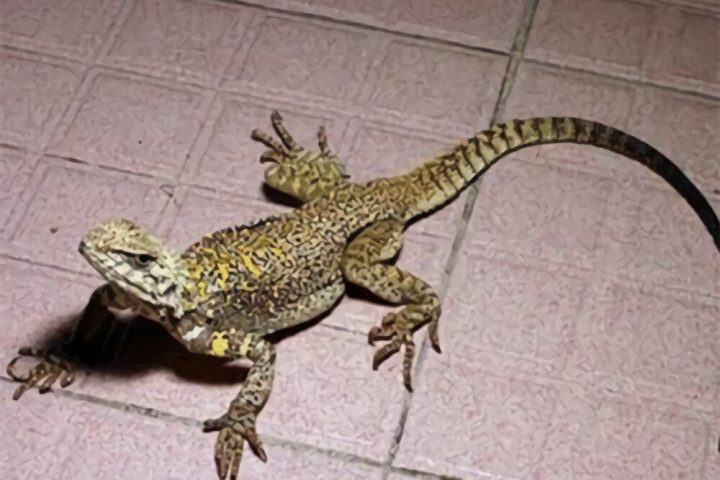 新疆岩蜥身份信息