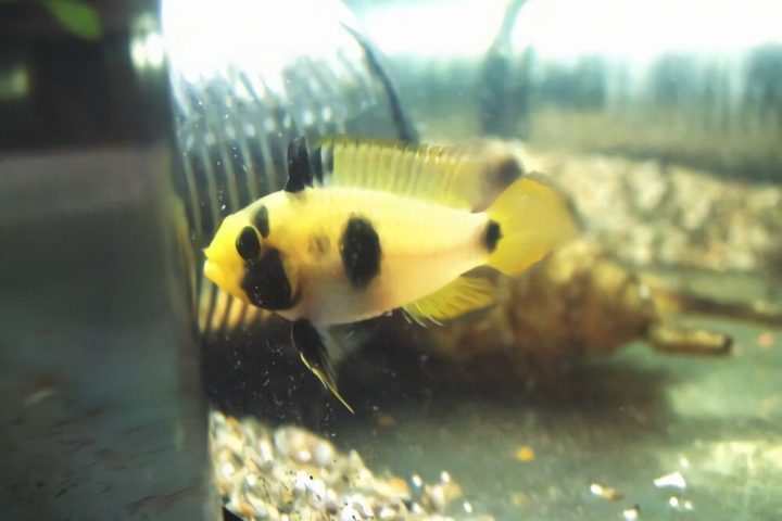 熊猫短鲷身份信息