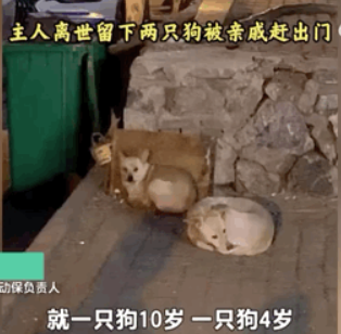 一只狗守护墓地11年，最后死在了主人的墓碑上…
