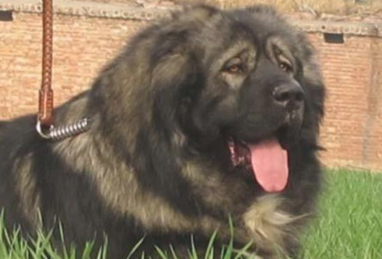高加索犬注射不配合，2个壮男按着它，打过后狗儿急得冲大夫直叫